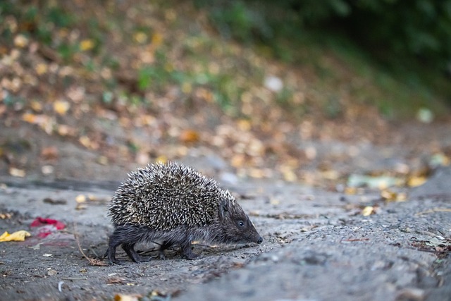 而是在巴黎 而是在巴黎