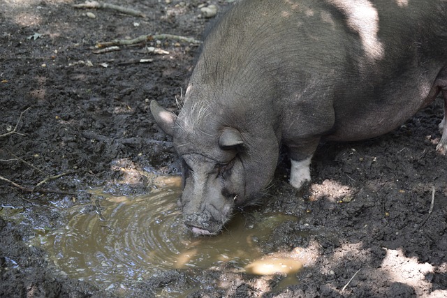 己的才华 己的才华
